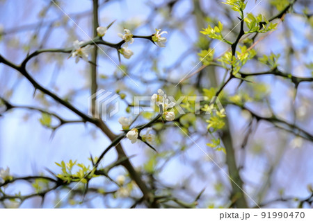 カラタチの花 91990470