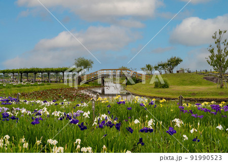 あやめ祭り 91990523