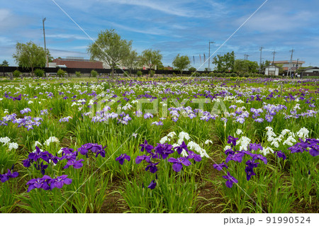 あやめ祭り 91990524