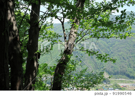 八ッ場ダム下流の吾妻川右岸に聳える芦鞍山　途中の尾根にあるオノオレカンバの木　2022年5月19日 91990546
