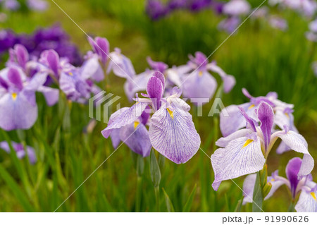 あやめ祭り 91990626