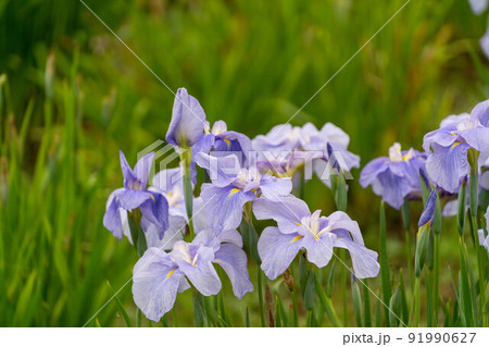 あやめ祭り 91990627