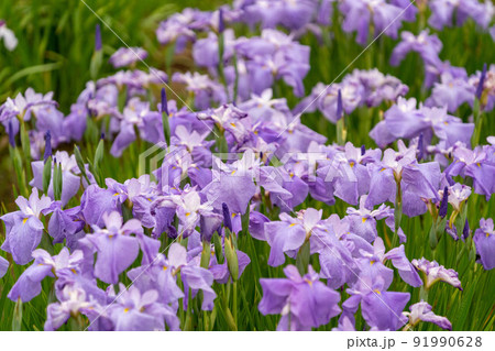 あやめ祭り 91990628