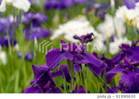 あやめ祭り 91990630