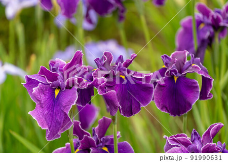 あやめ祭り 91990631