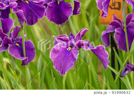 あやめ祭り 91990632