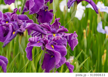 あやめ祭り 91990633