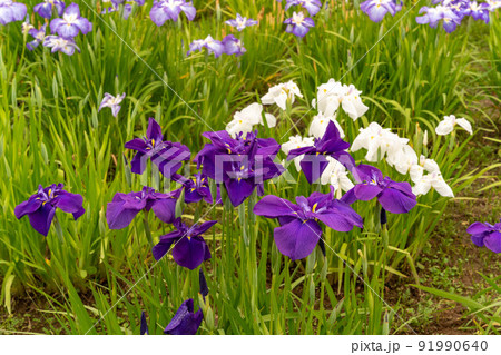 あやめ祭り 91990640