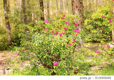 シャクナゲの花 91990666