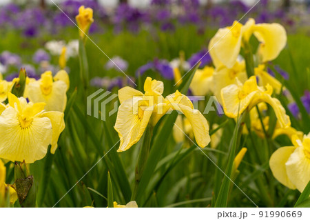 あやめ祭り 91990669