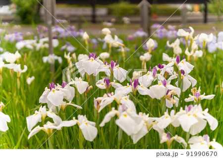 あやめ祭り 91990670