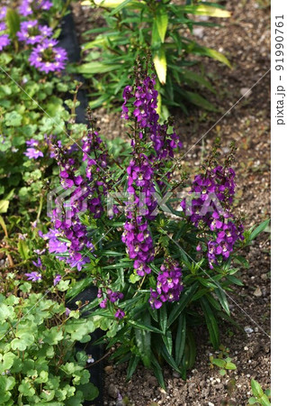 アンゲロニア・赤紫色の花 91990761