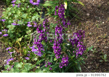 アンゲロニア・赤紫色の花 91990762