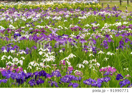 あやめ祭り 91990771