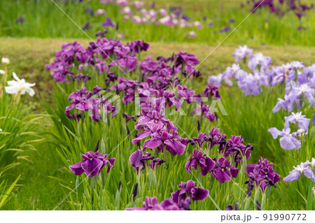 あやめ祭り 91990772