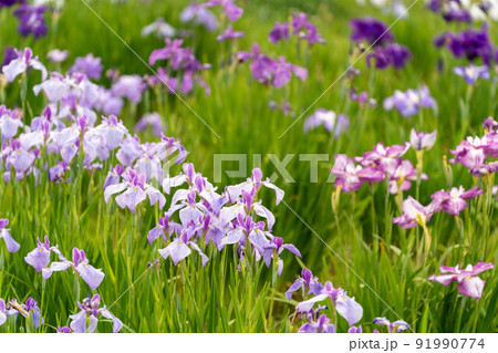 あやめ祭り 91990774