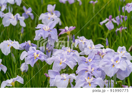 あやめ祭り 91990775