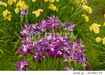 あやめ祭り 91990776