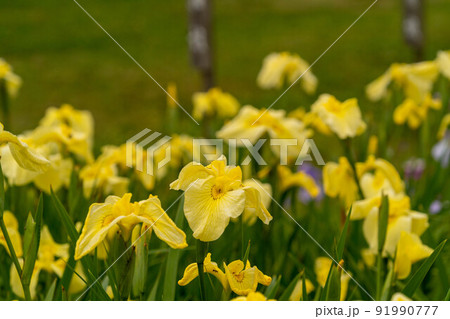 あやめ祭り 91990777