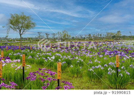 あやめ祭り 91990815