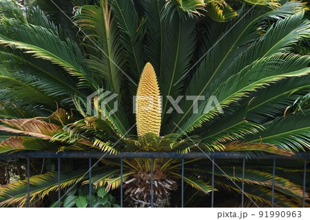 レア画像 ソテツの雄花・雌花 レア画像 ソテツの雄花・雌花 91990963