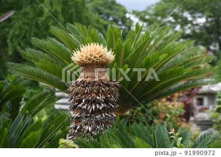 レア画像　ソテツの雄花・雌花 91990972