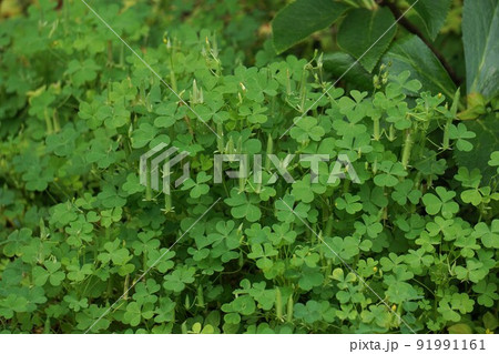 もうすぐ種が飛び出しそうなカタバミの実 もうすぐ種が飛び出しそうなカタバミの実 91991161