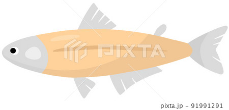 ハダカイワシ 91991291