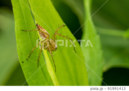 ササグモ ササグモ 91991413