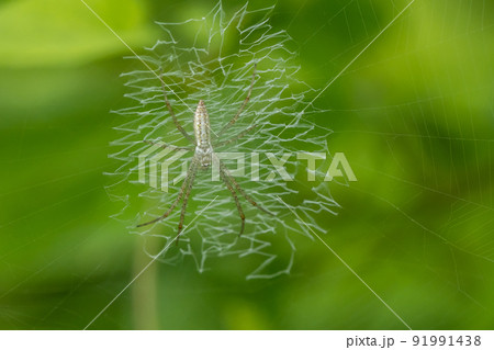 ナガコガネグモ幼体 91991438
