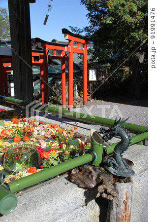 花手水_住吉神社_小樽 91991476