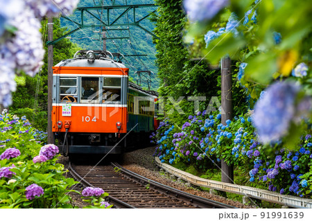 初夏の箱根を走る箱根登山鉄道あじさい電車 初夏の箱根を走る箱根登山鉄道あじさい電車 91991639