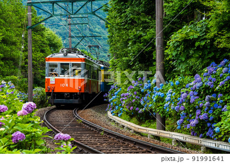 初夏の箱根を走る箱根登山鉄道あじさい電車 91991641