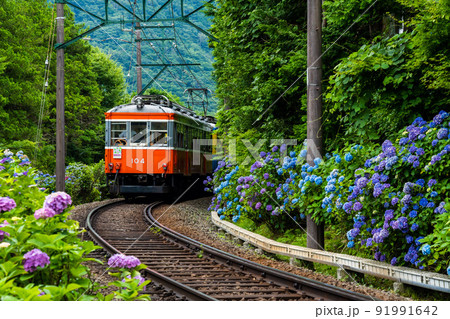 初夏の箱根を走る箱根登山鉄道あじさい電車 初夏の箱根を走る箱根登山鉄道あじさい電車 91991642