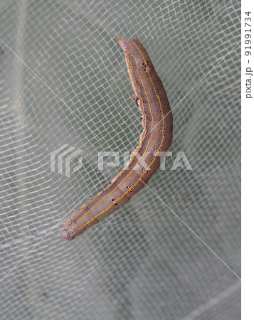 捕獲されたヨトウガの幼虫 91991734