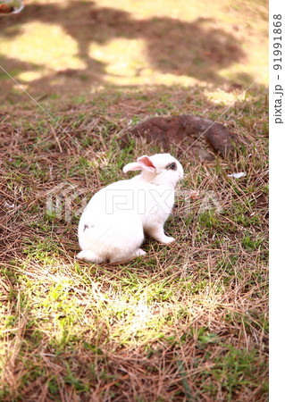 野生動物 自然 きれい 91991868