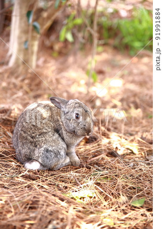 野生動物 自然 きれい 91991884