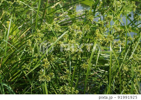 メリケンガヤツリ 91991925