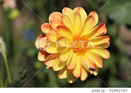 淡いグラデーションの花色が可愛いダリア 91992165