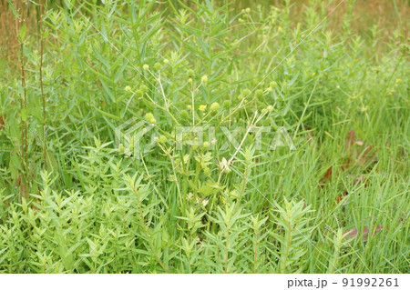 ケキツネノボタン・球形の集合果 ケキツネノボタン・球形の集合果 91992261