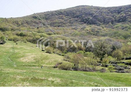 吾妻山 草原 早春 吾妻山 草原 早春 91992373
