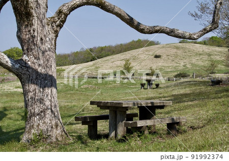 吾妻山　草原　早春 91992374