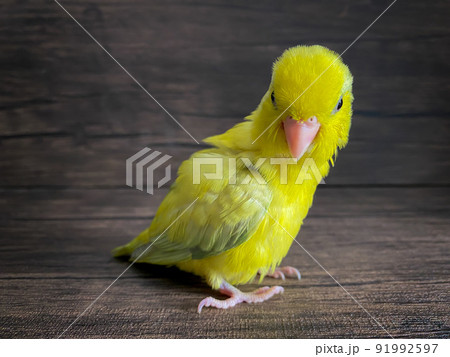 Forpus yellow color parrot bird on the table Forpus yellow color parrot bird on the table 91992597