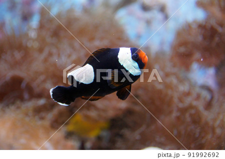 トウアカクマノミ トウアカクマノミ 91992692