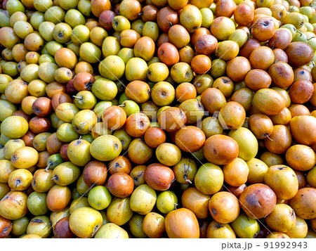 Ziziphus mauritiana, also known as Ber, Chinee Apple, Jujube, Indian plum and Masau is a tropical fruit tree species belonging to the family Rhamnaceae. 91992943