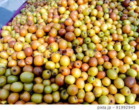 Ziziphus mauritiana, also known as Ber, Chinee Apple, Jujube, Indian plum and Masau is a tropical fruit tree species belonging to the family Rhamnaceae. Ziziphus mauritiana, also known as Ber, Chinee Apple, Jujube, Indian plum and Masau is a tropical fruit tree species belonging to the family Rhamnaceae. 91992945