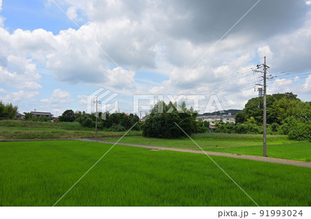 田んぼを通る道の風景 田んぼを通る道の風景 91993024