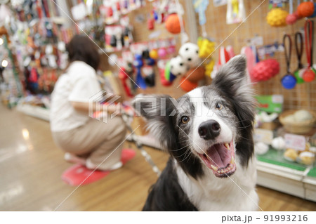 ペットショップでお買い物をする飼い主とその愛犬のボーダーコリー 91993216