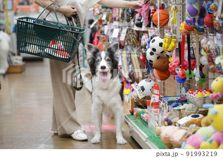ペットショップでお買い物をする飼い主とその愛犬のボーダーコリー 91993219