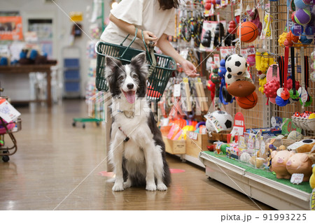 ペットショップでお買い物をする飼い主とその愛犬のボーダーコリー 91993225